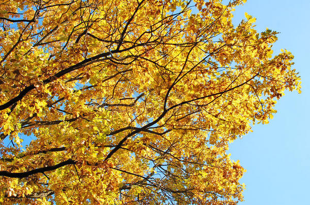 秋季公园树