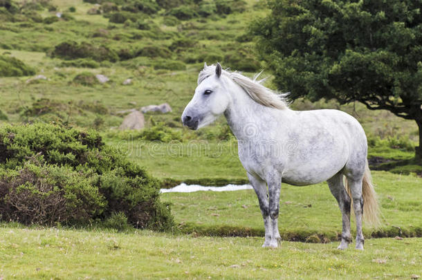 一匹美丽的白色达特穆尔小马，英国德文郡
