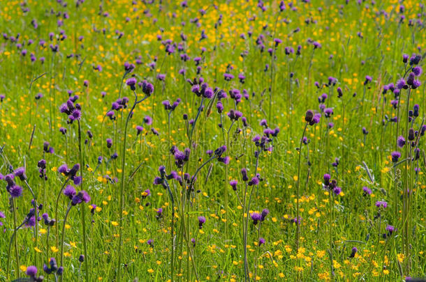 阳光下的野生黄紫色花朵