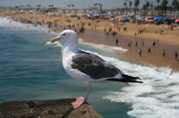 海鸥在圣莫尼卡海滩上守望