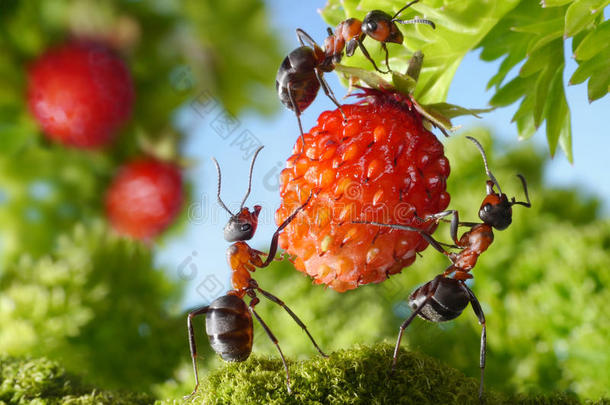蚂蚁和草莓团队，农业团队