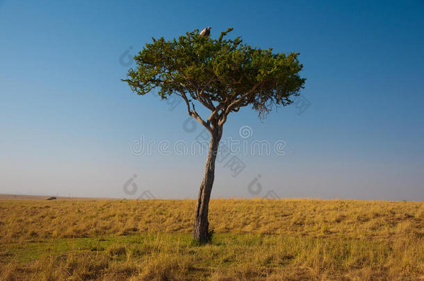 <strong>拾荒</strong>者在等新的食物