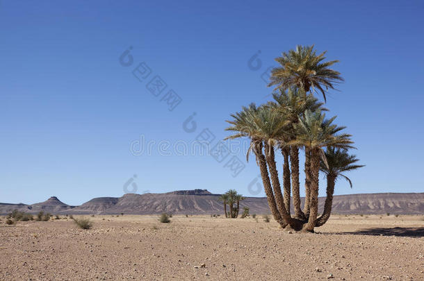 有<strong>枣树</strong>和山的沙漠景观。
