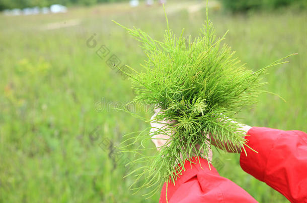 野地里的一大束药用马尾