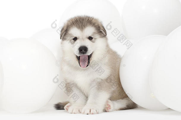 阿拉斯加阿拉斯加带白色气球的阿拉斯加小狗
