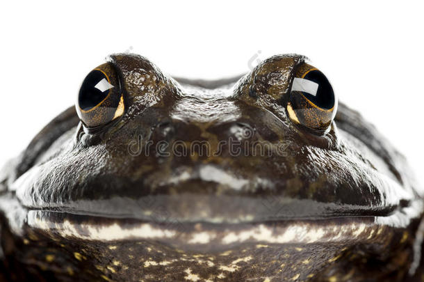 美国牛蛙或牛蛙，拉娜·卡特比安娜