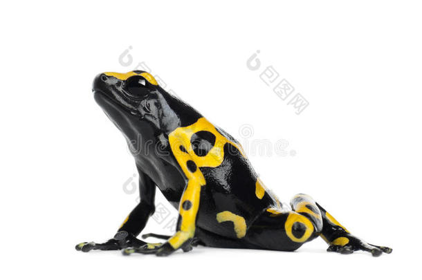 黄带毒镖蛙
