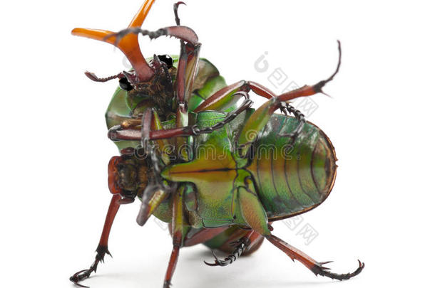 战斗华丽的花甲虫