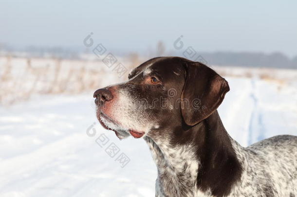 德国短毛指示犬