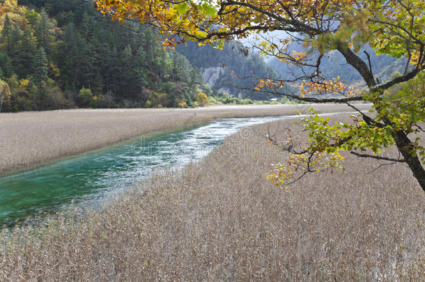 九寨沟芦苇湖