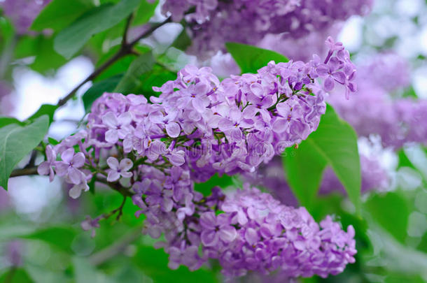 丁香花枝