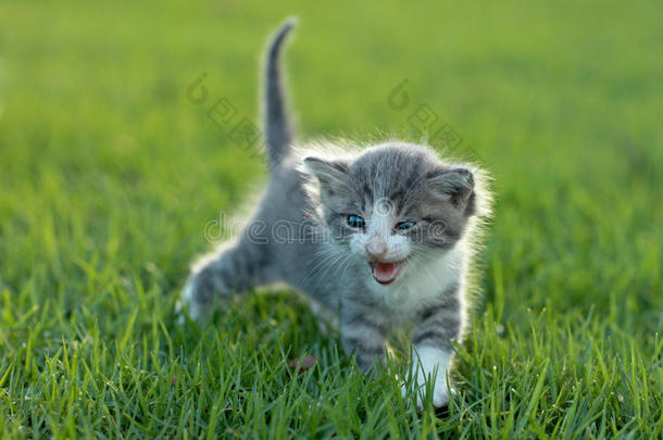 户外草地上的小猫宝宝