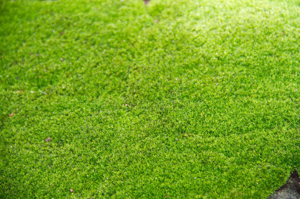 绿色天然苔藓背景