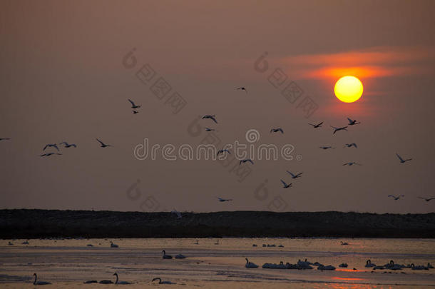 湖面夕阳下的天鹅