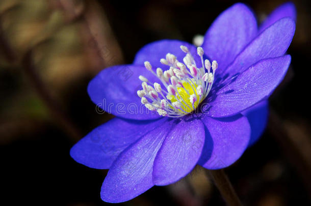 紫罗兰银莲花