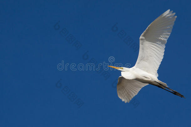 伟大的白鹭在蓝天上飞翔