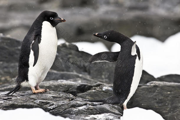 阿德利企鹅，可爱的企鹅，企鹅们互相看了看还有雪花