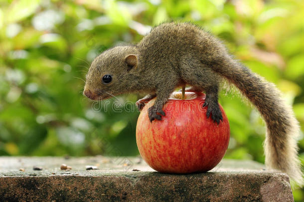苹果上的松鼠