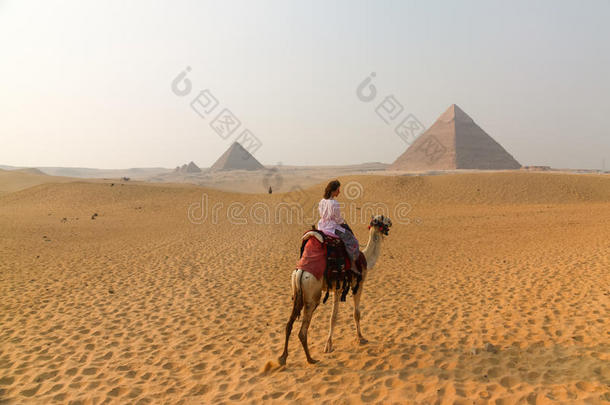 古代的考古学蓝色开罗骆驼