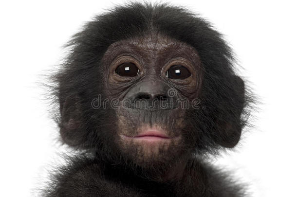 小倭黑猩猩，盘状，4个月大