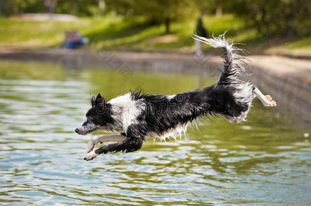 狗界牧羊犬<strong>跳入</strong>水中