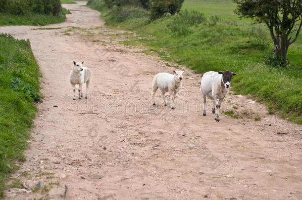 风雨交加的夏日，在风景中养羊