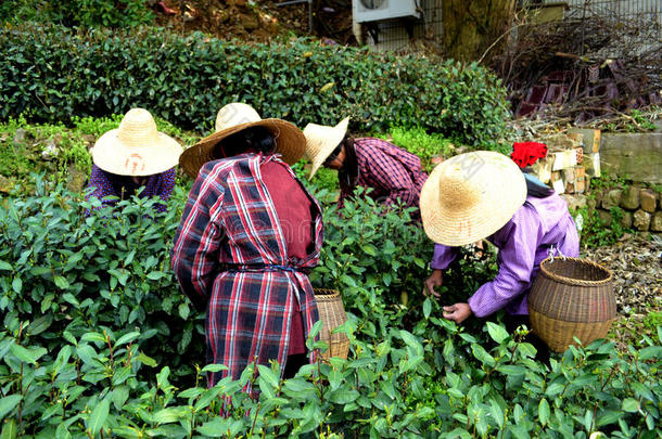 绿茶种植园