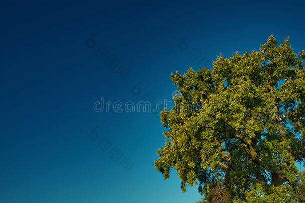 天空中的树
