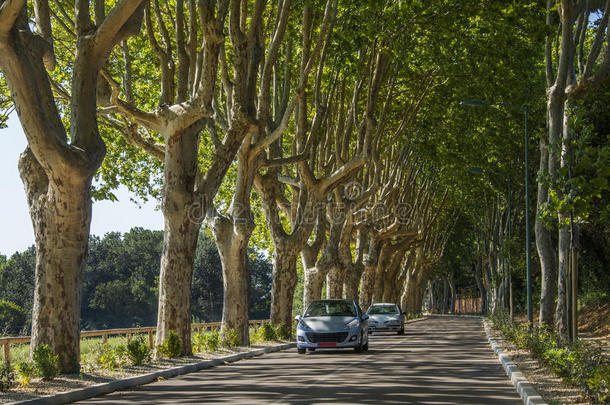 在绿树成荫的道路上行驶的汽车-法国南部