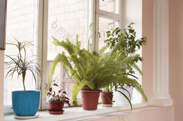 窗户上的室内植物