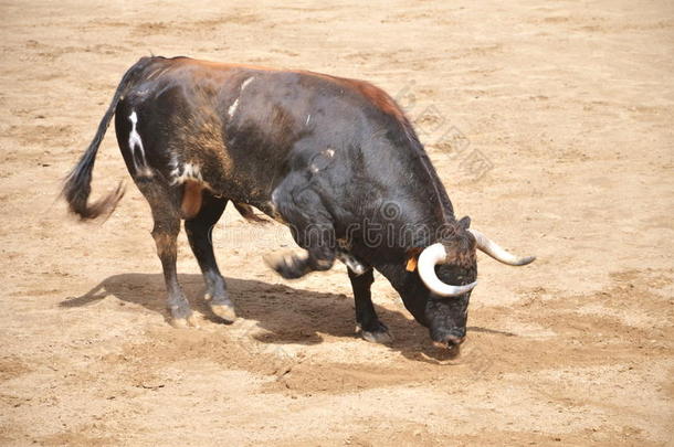 斗牛场上的西班牙公牛