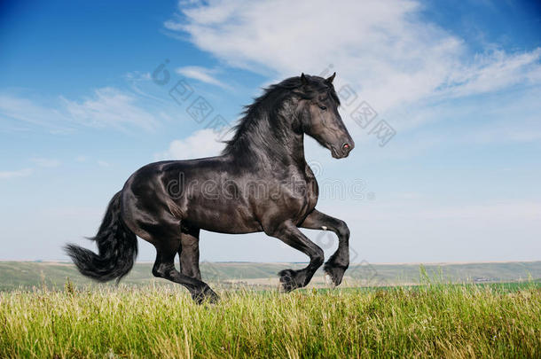 美丽的黑<strong>马奔跑</strong>驰骋