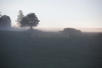 清晨，雾蒙蒙，夏日清晨图片