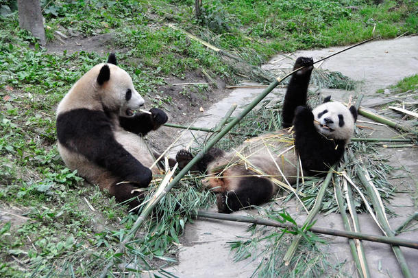 两只大熊猫在吃竹子。