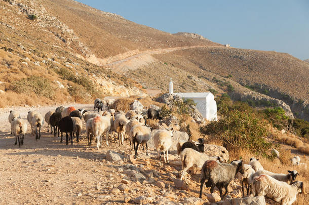 一群羊挡住了路。