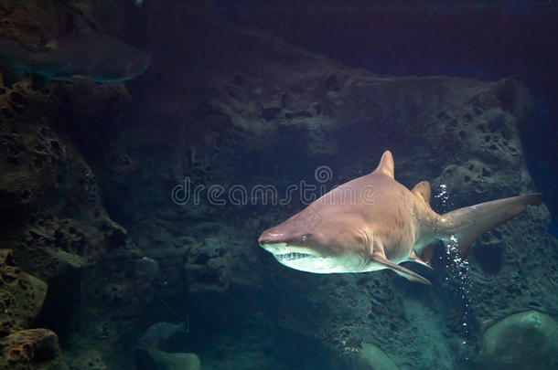 天然鱼缸中的鲨鱼