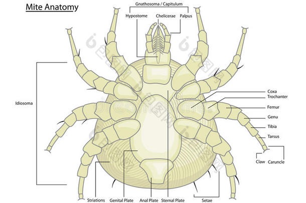 带标签的<strong>尘螨</strong>或蜱虫解剖
