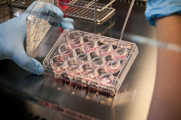 实验室干细胞培养