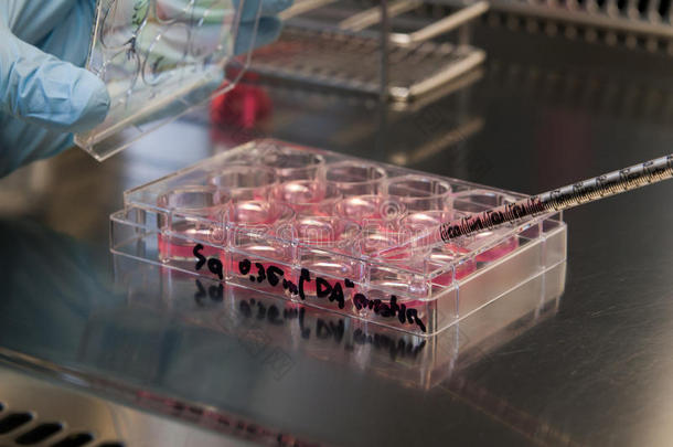 实验室干细胞培养