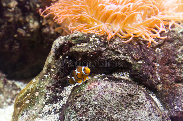 水族馆小丑鱼