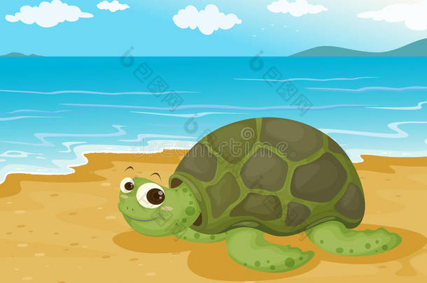 海边的乌龟