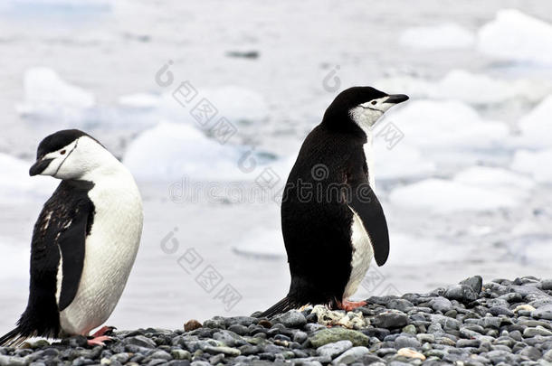 <strong>南极半岛</strong>半月岛上的帽带企鹅