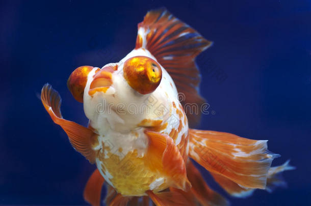鱼缸龙眼金鱼