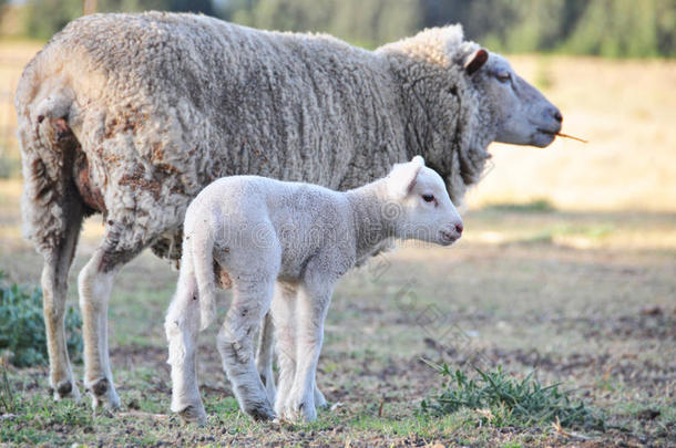 美利奴母羊和她的新宝宝春天羔羊