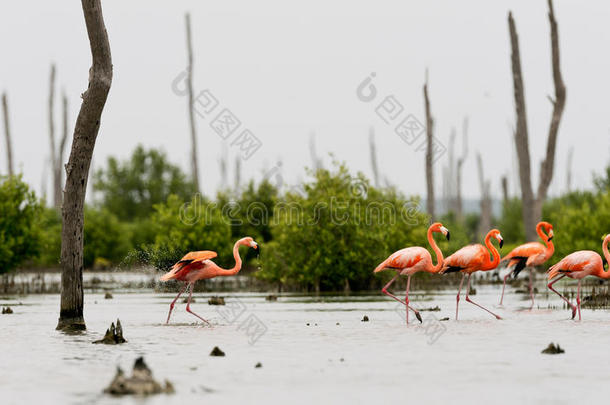 粉红色的加勒比<strong>火烈鸟</strong>在水上。