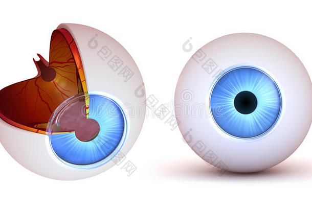 眼部解剖-内部结构和前视图