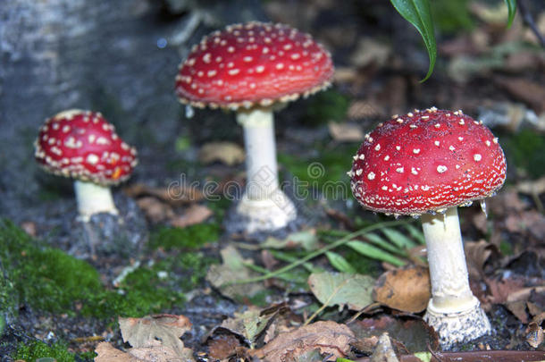 红白花菇