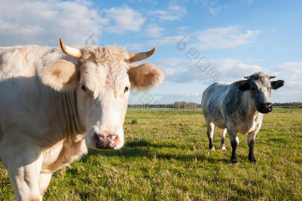 <strong>两头奶牛</strong>站在草地上