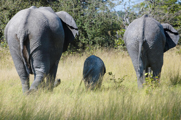 带着一头小象的大象游行，三头大象的背后