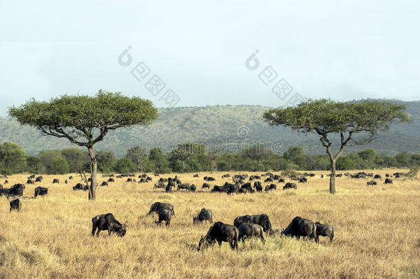 非洲坦桑尼亚塞伦盖蒂的牛羚。美丽的大草原，有两棵相思树和一群牛羚。